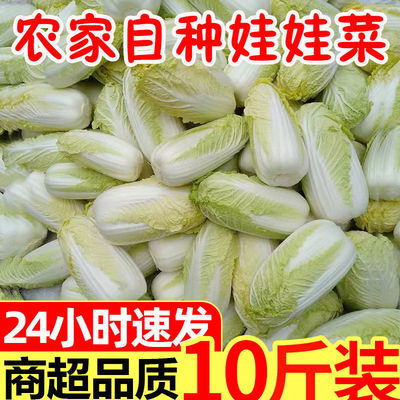 现摘现发，新鲜直达 农家黄心娃娃菜，火锅与批发的时令之选