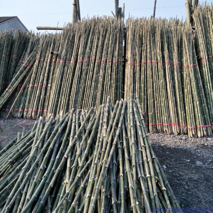 批发优质支撑用竹梢、竹竿、毛竹、蔬菜架竹及大棚竹类——新鲜蔬菜高效种植的坚实后盾
