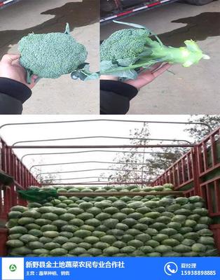 金土地蔬菜代收 连接田间与餐桌，打造新鲜蔬菜零售新生态